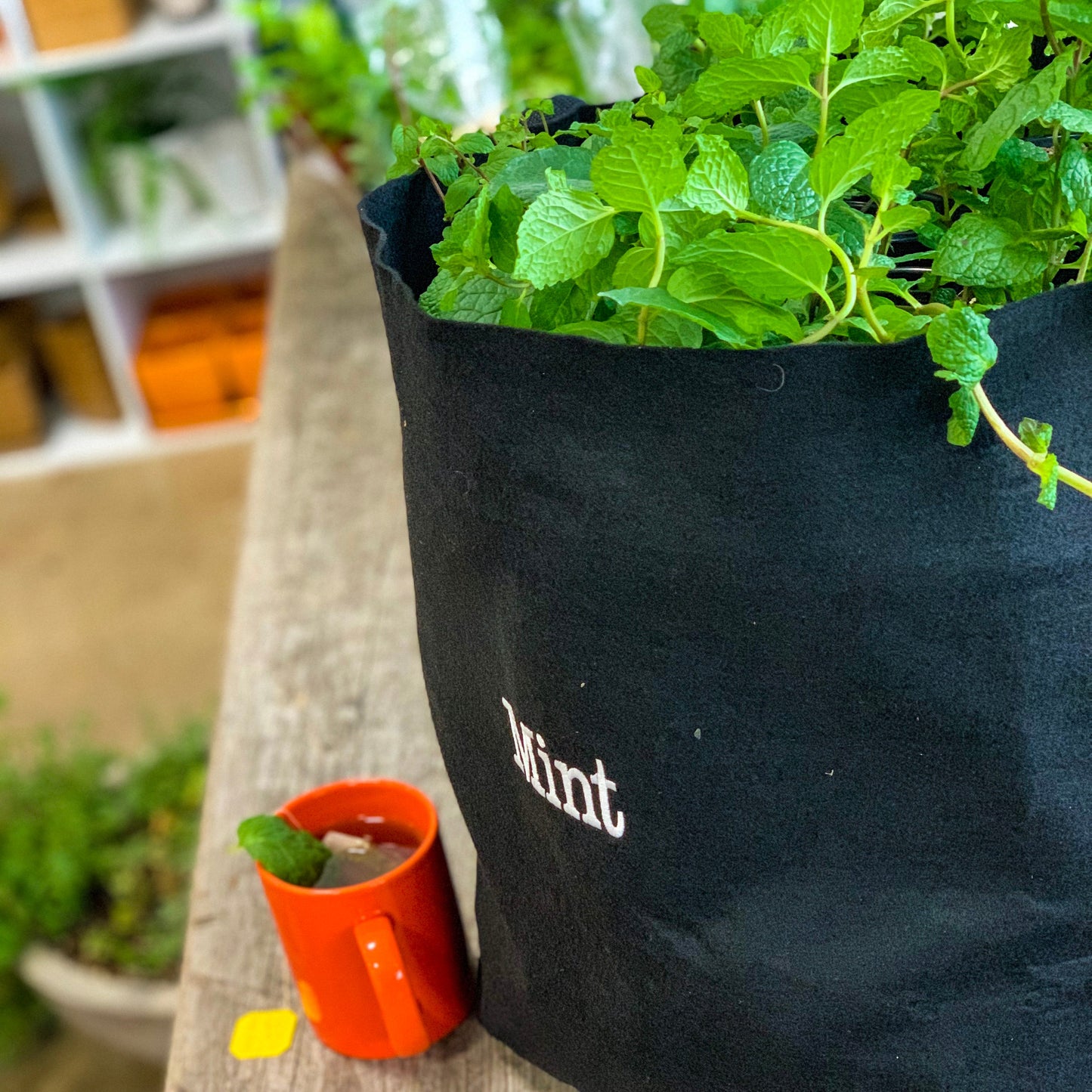 Mint Giftable Garden