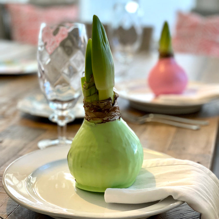 Mint Waxed Amaryllis Bulb with Sovereign Bloom
