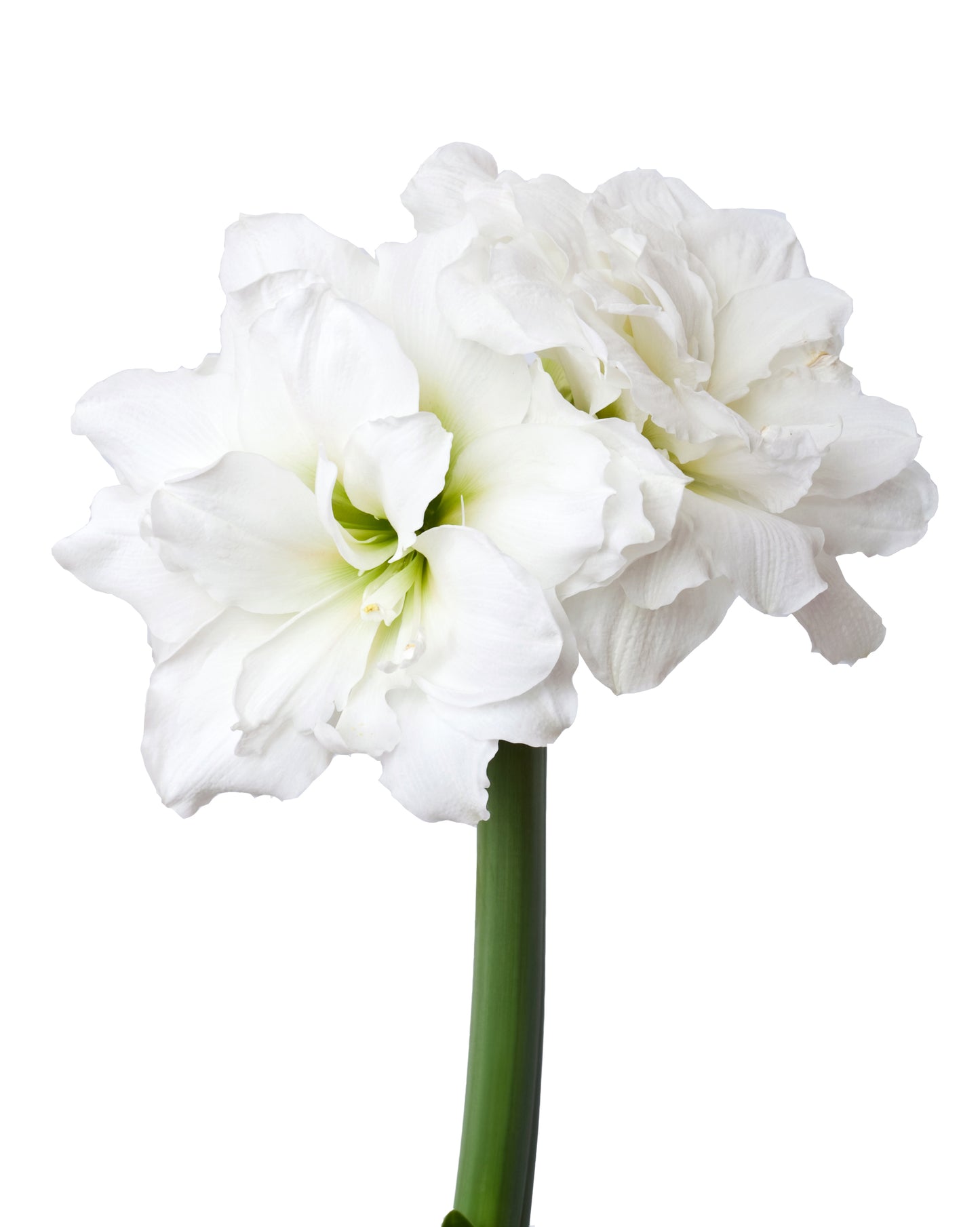 Alfresco Amaryllis Desktop Gift Set with Gardenuity Lip Therapy