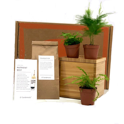 Fern Desktop Garden in bamboo planter