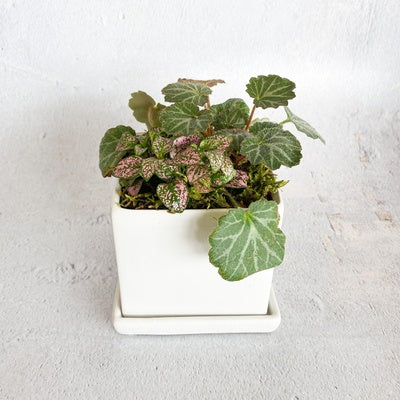 Mini Tropical Indoor Garden‎ in white ceramic planter