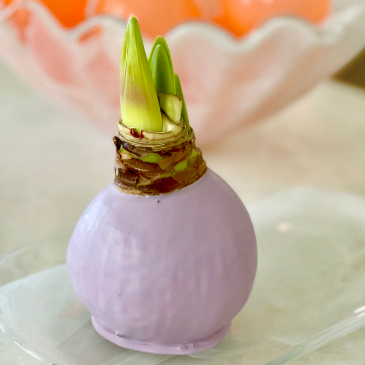 Lilac Waxed Amaryllis Bulb with Sovereign Bloom