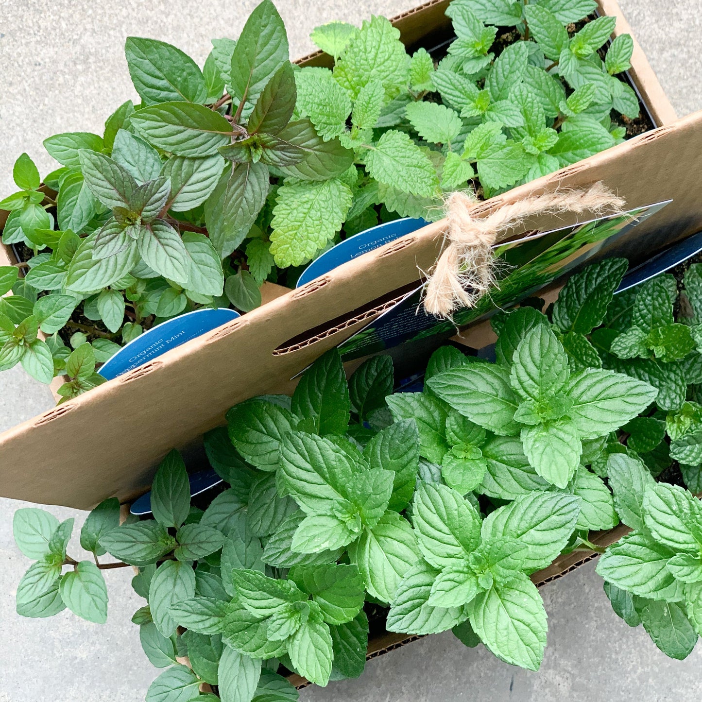 Merry Mint Garden Kit with seasonal herb plants