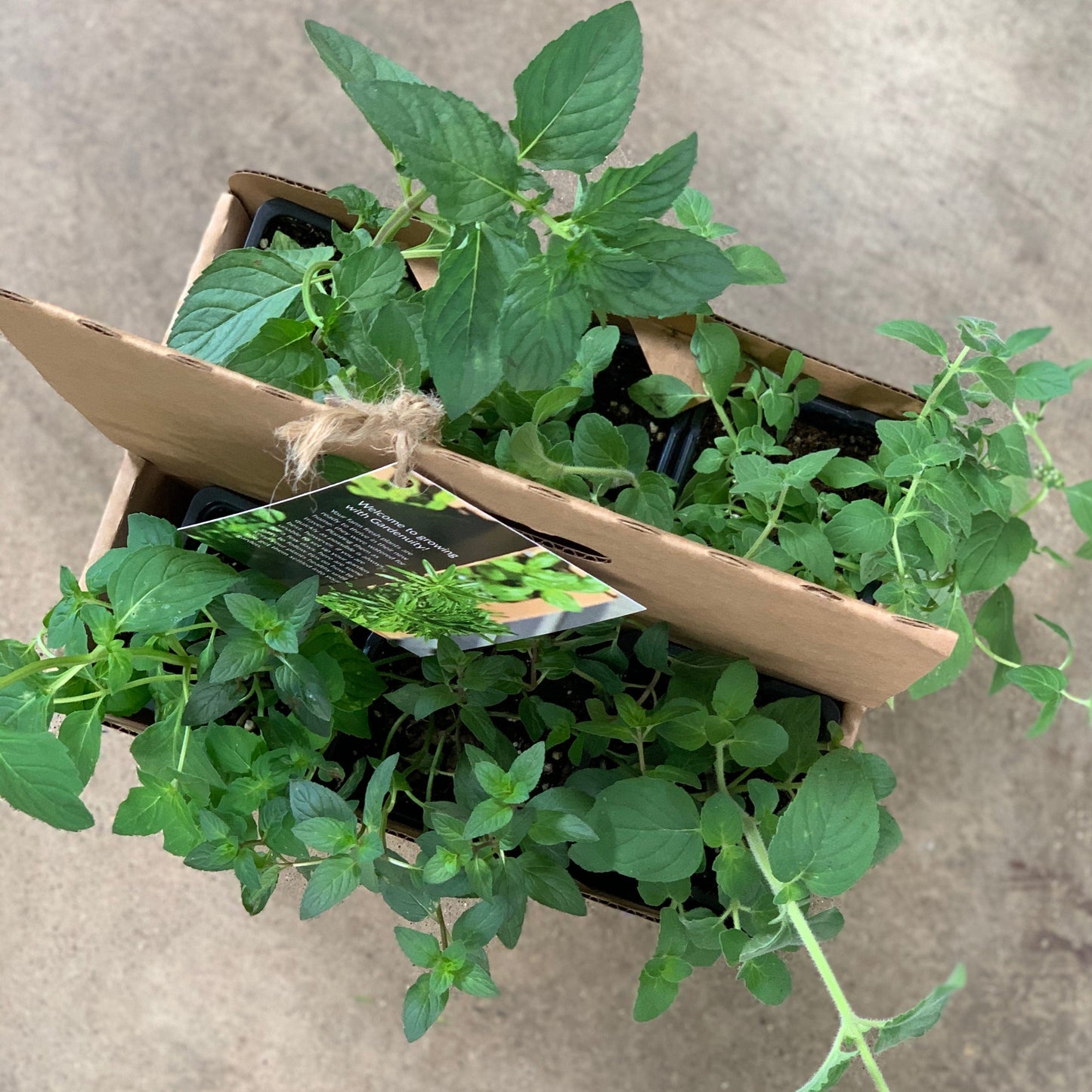 Mom's Garden Kit with seasonal herbs