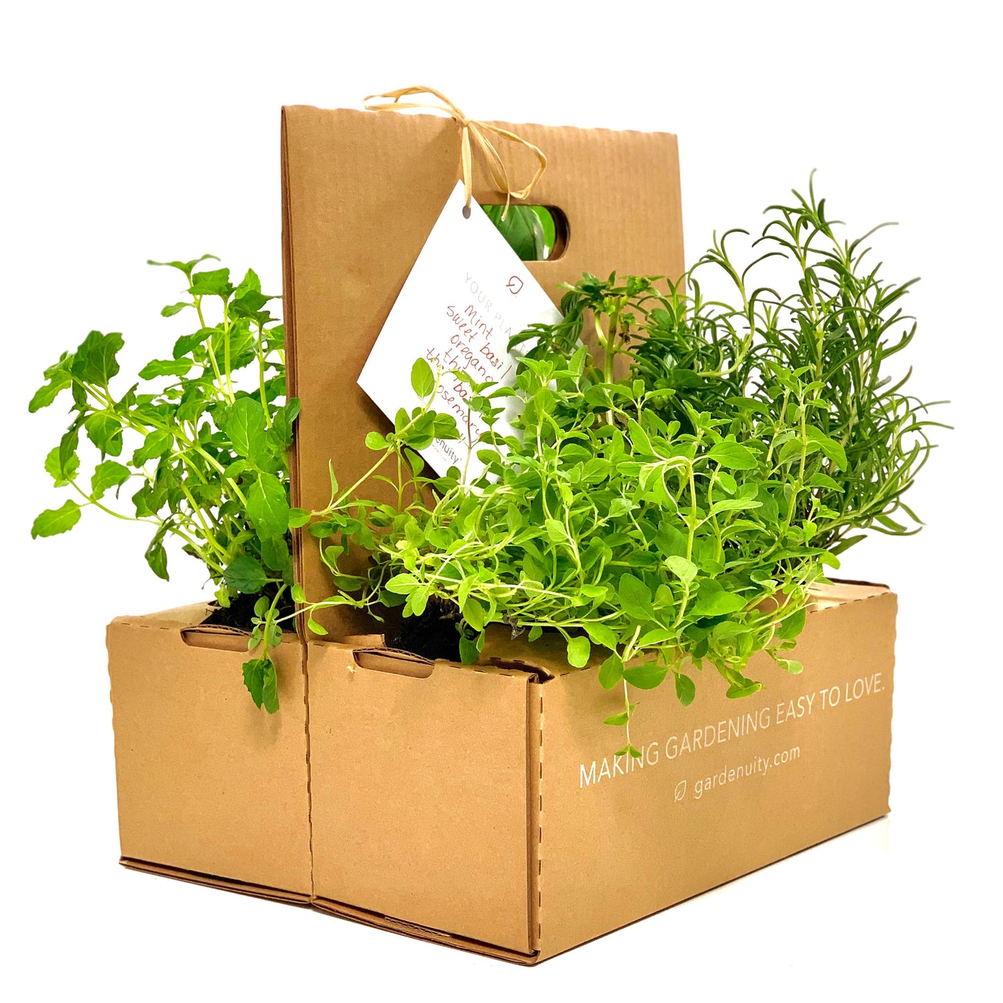 Next Season Garden Refresh Kit with seasonal plants