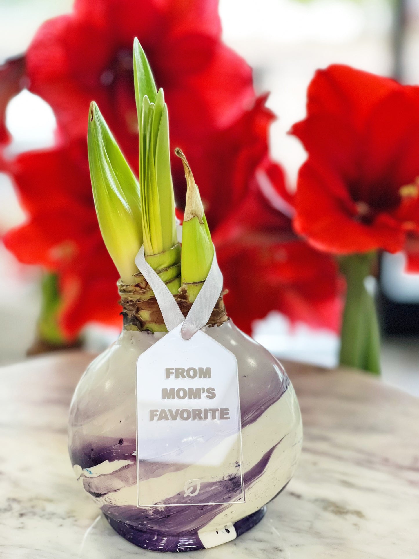 Marbled Lilac Swirl Waxed Amaryllis Bulb with sovereign blooms