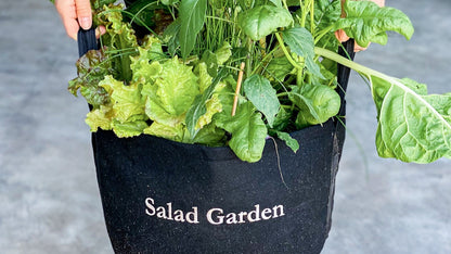 Salad Garden Kit with tomato + herb plants
