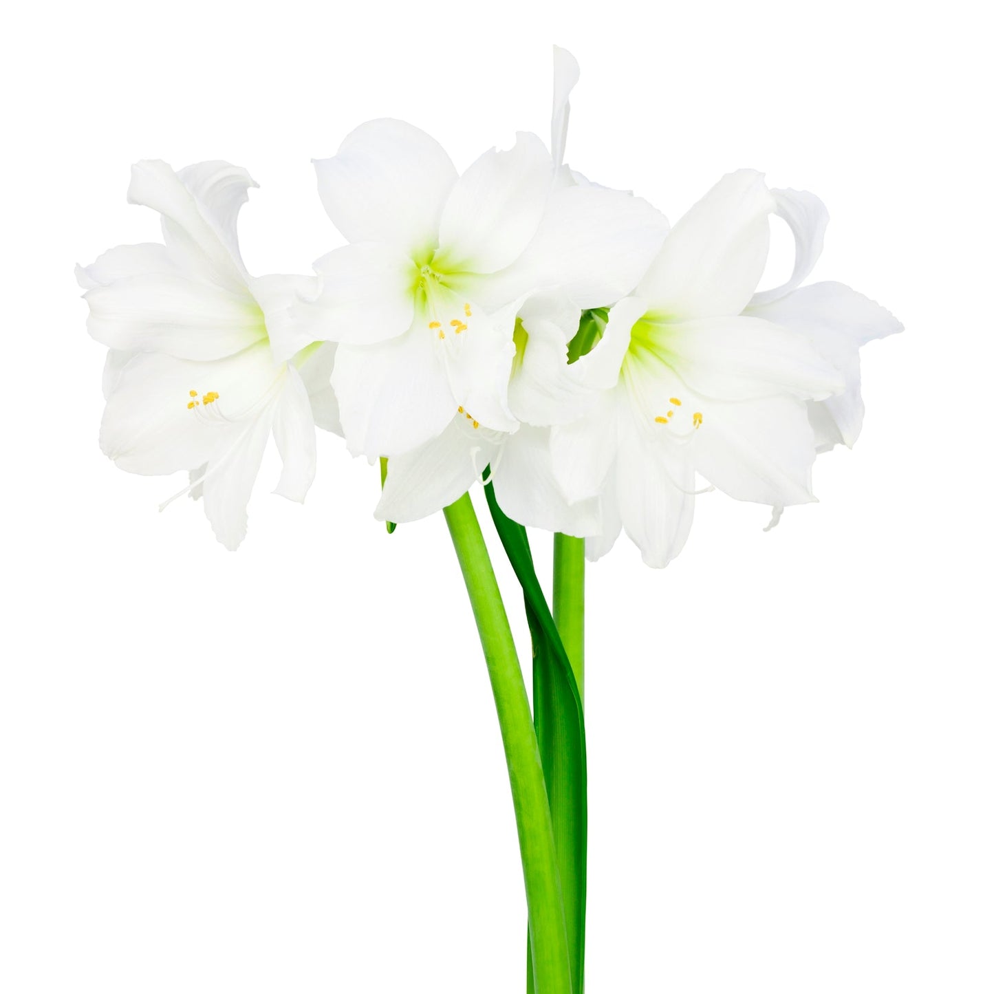 Double Blooming Alfresco Amaryllis in Bamboo Planter - Goody