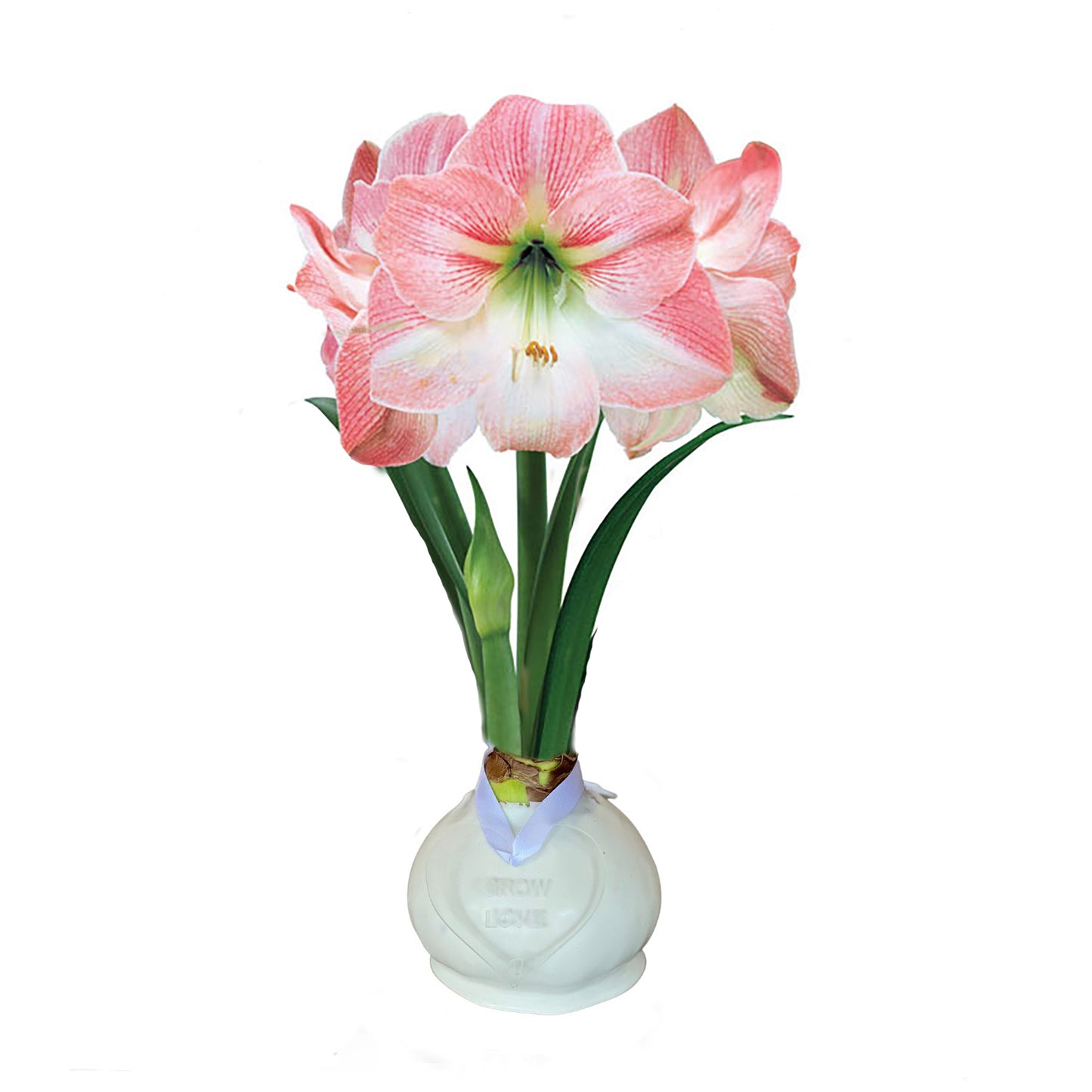 White Waxed Amaryllis Bulb with Pink & White Bloom