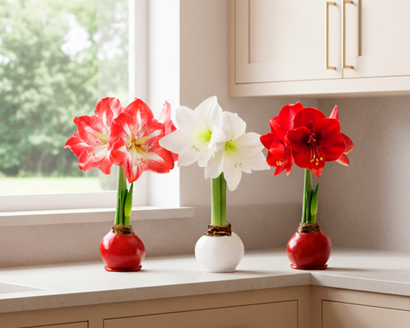 Seasonal Waxed Bulbs