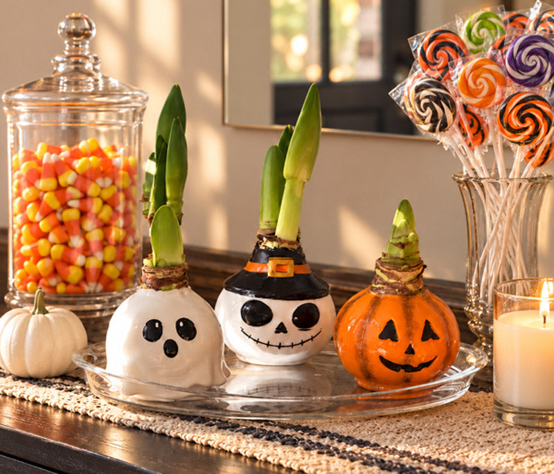 Bloomitures™ Halloween Bulb Collection