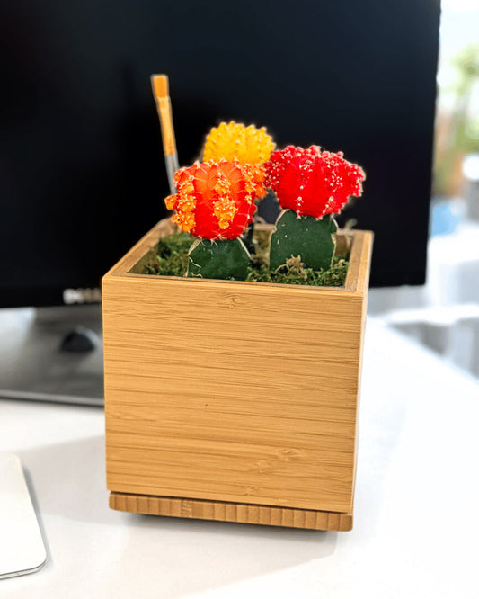 Colorful Moon Cactus Desktop Garden