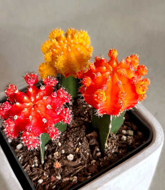 Colorful Moon Cactus Desktop Garden