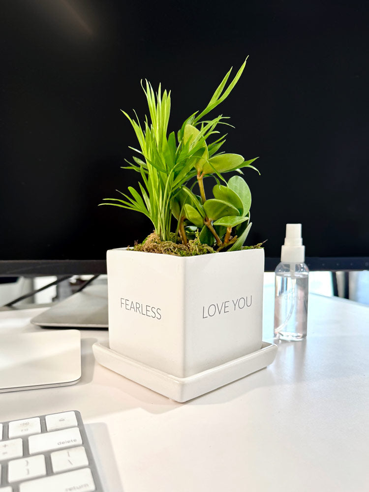 Conversation Tropical Desktop Garden‎ with personalized planter