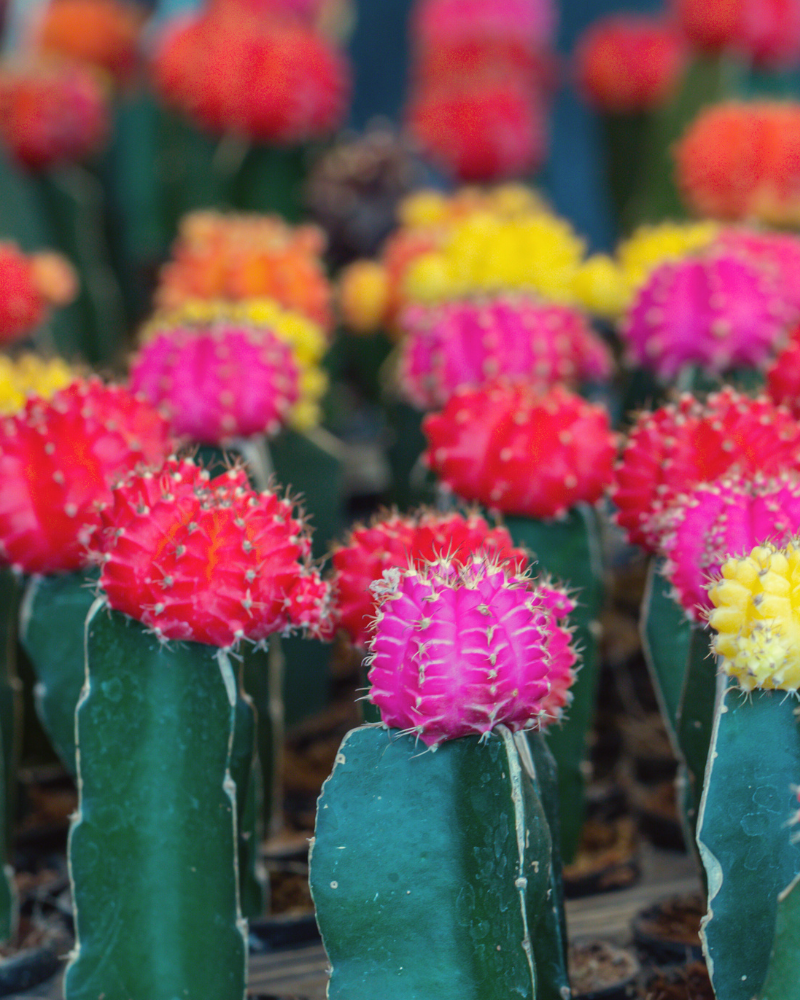 Colorful Moon Cactus Desktop Plant‎ in black ceramic planter