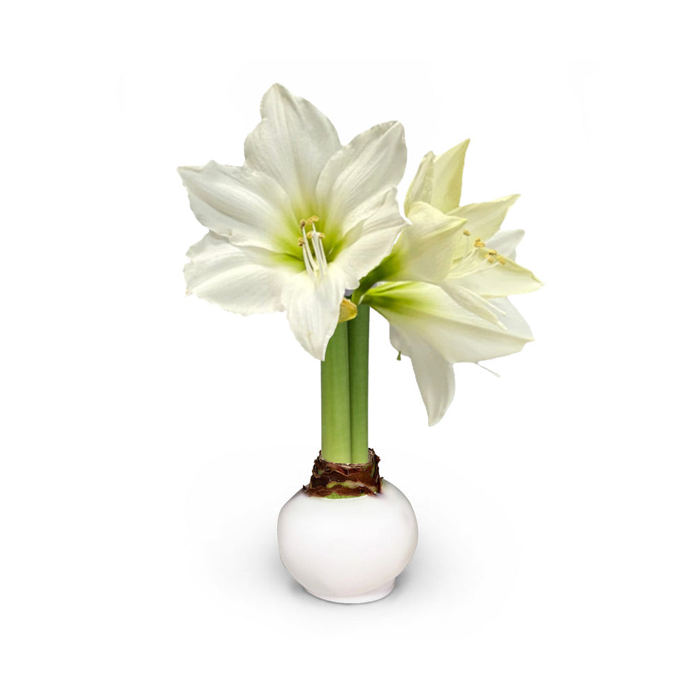 Spring Waxed Amaryllis Bulb‎ with white blooms