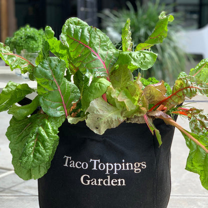 Taco Toppings Giftable Garden