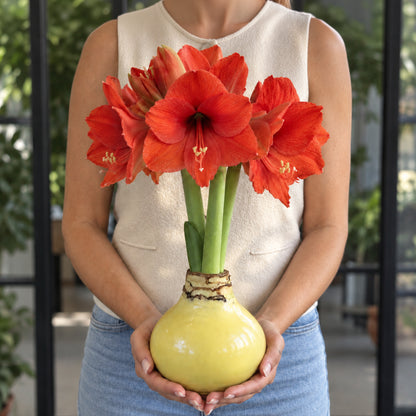 Butter Yellow Waxed Grande Amaryllis Bulb‎ with sovereign blooms