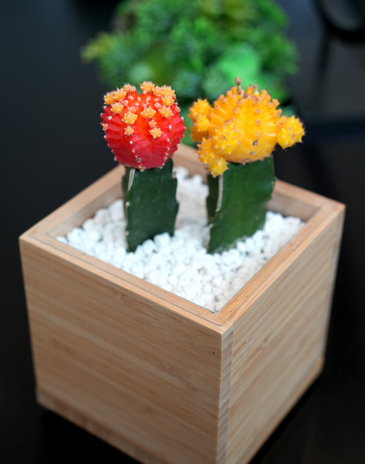 Colorful Moon Cactus Desktop Garden image