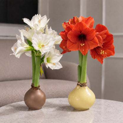 Butter Yellow Waxed Grande Amaryllis Bulb‎ with sovereign blooms