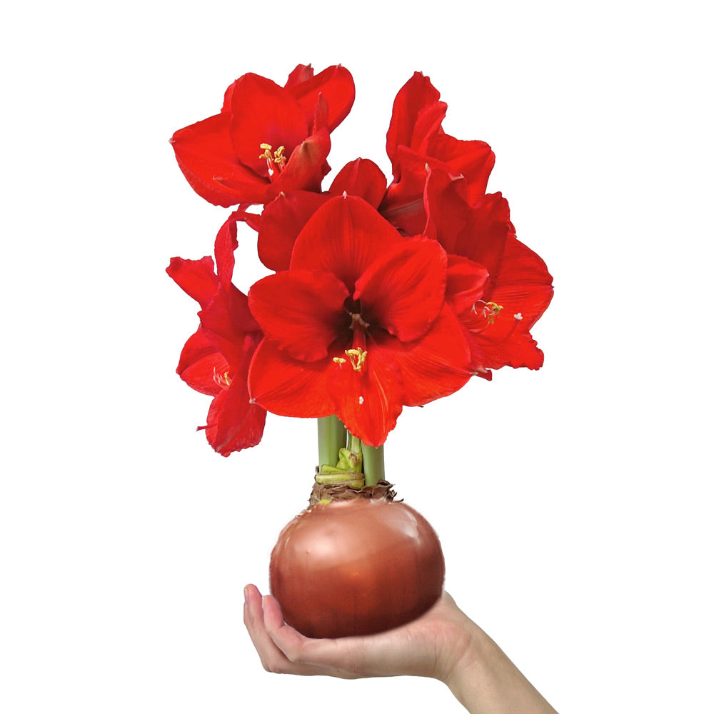 Fall Waxed Amaryllis Bulb‎ with sovereign blooms