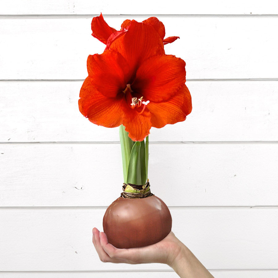 Fall Waxed Amaryllis Bulb‎ with sovereign blooms