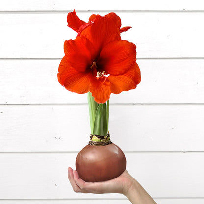 Fall Waxed Amaryllis Bulb‎ with sovereign blooms