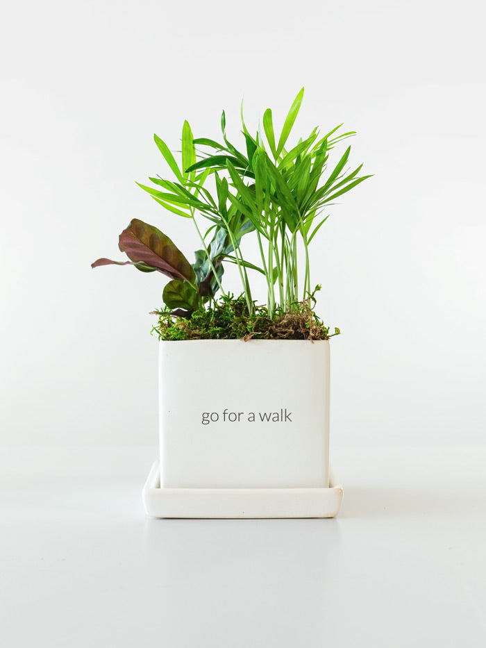 Be Well Desktop Garden Gift Set‎ with notebook