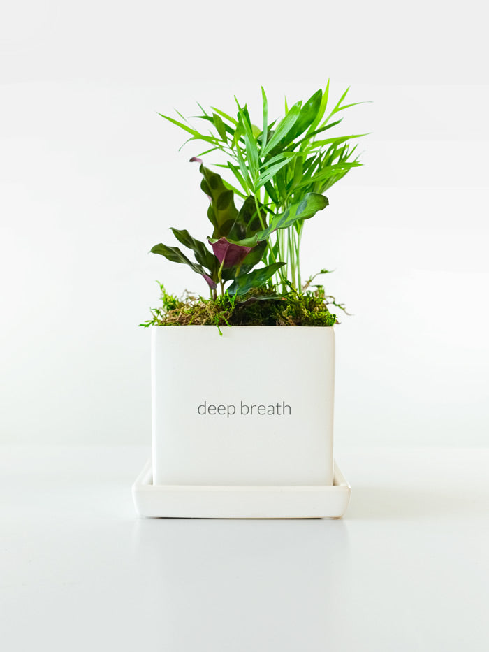 Be Well Desktop Garden Gift Set‎ with notebook