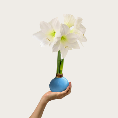 Spring Waxed Amaryllis Bulb‎ with white blooms