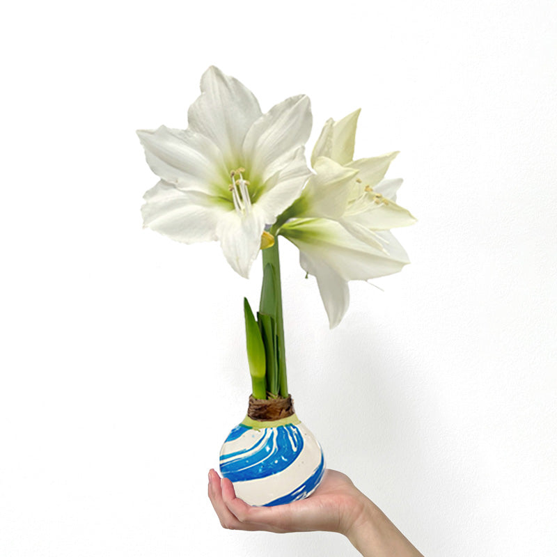 white amaryllis lily Marbled Wax Amaryllis Bulb with white blooms – Gardenuity