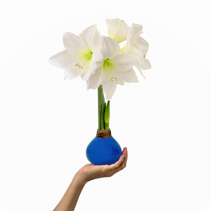 Springtime Blue Waxed Amaryllis Bulb‎ with white blooms