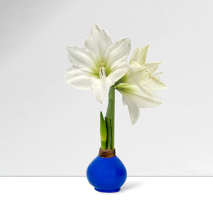 Springtime Blue Waxed Amaryllis Bulb‎ with white blooms