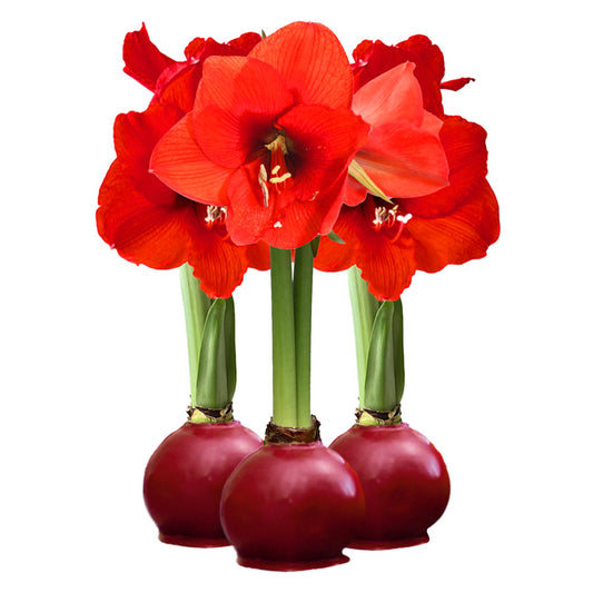 Cranberry Waxed Amaryllis Bulb with sovereign blooms