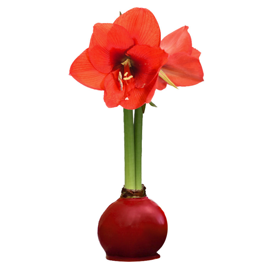 Cranberry Waxed Amaryllis Bulb with sovereign blooms