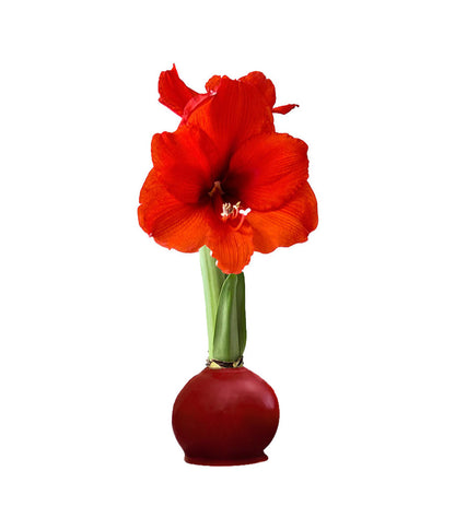 Fall Waxed Amaryllis Bulb‎ with sovereign blooms