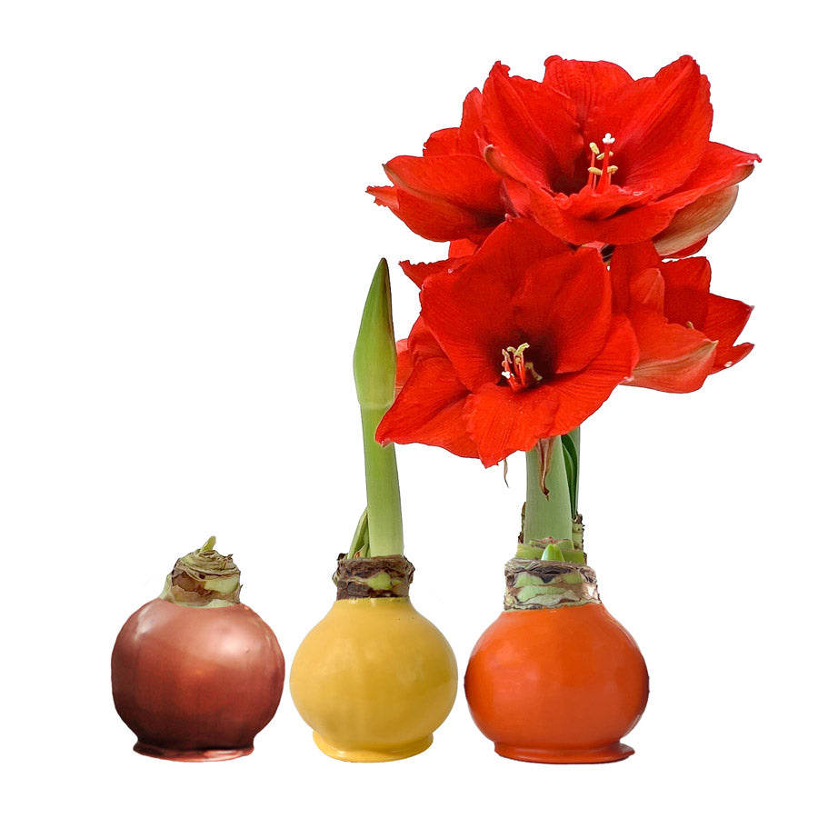 Bronze Waxed Amaryllis Bulb with sovereign blooms
