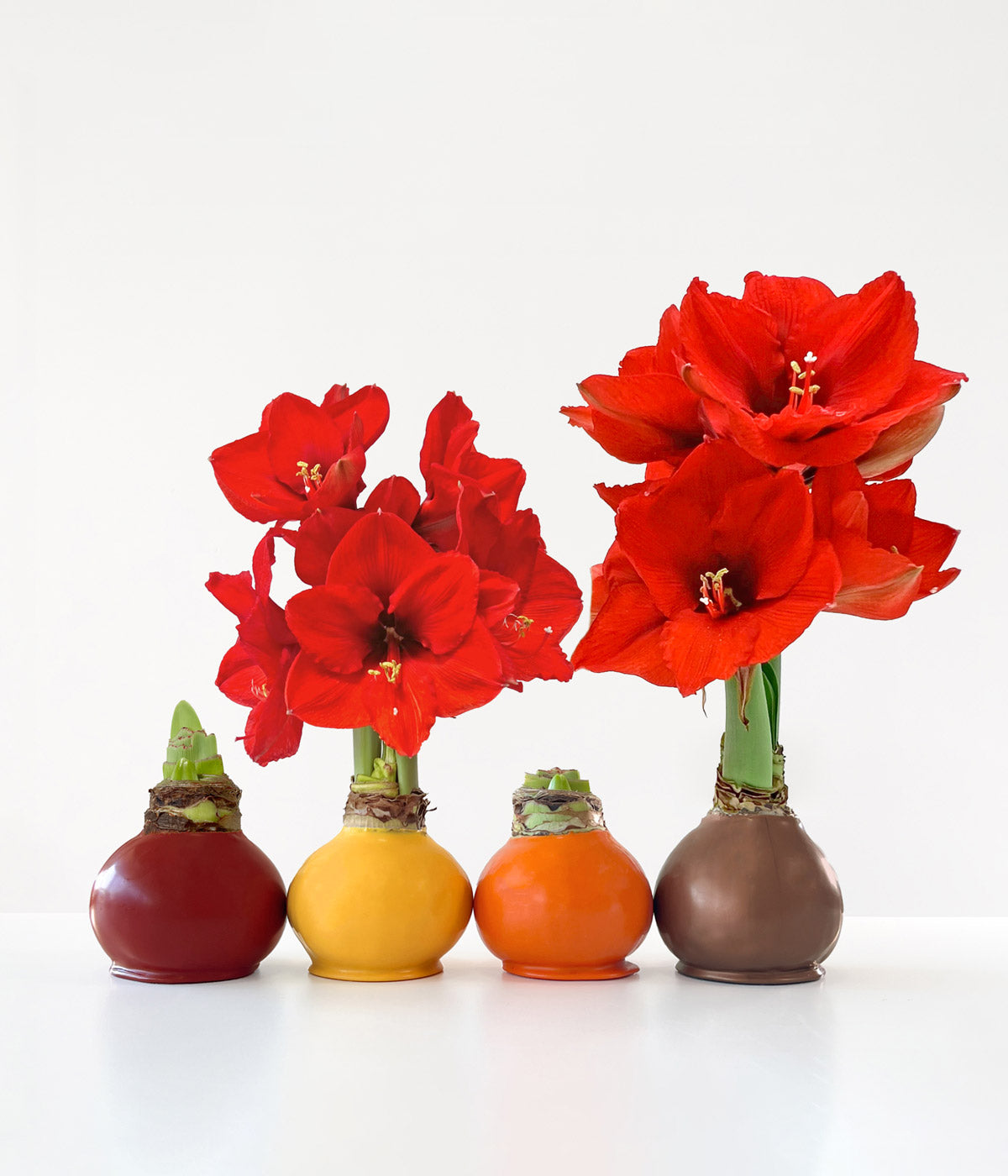 Fall Waxed Amaryllis Bulb‎ with sovereign blooms