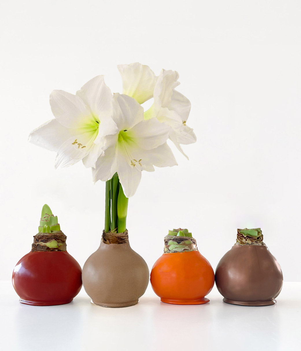 Fall Waxed Signature Amaryllis Bulb‎ with white blooms