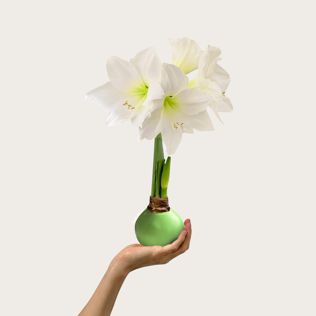 Spring Waxed Amaryllis Bulb‎ with white blooms