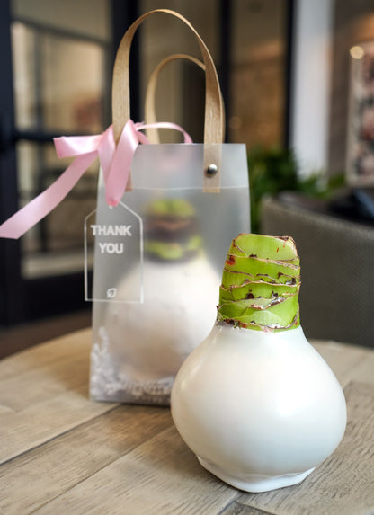 Hope Grows White Waxed Amaryllis Bulb Gift Set‎ in support of Breast Cancer Awareness Month