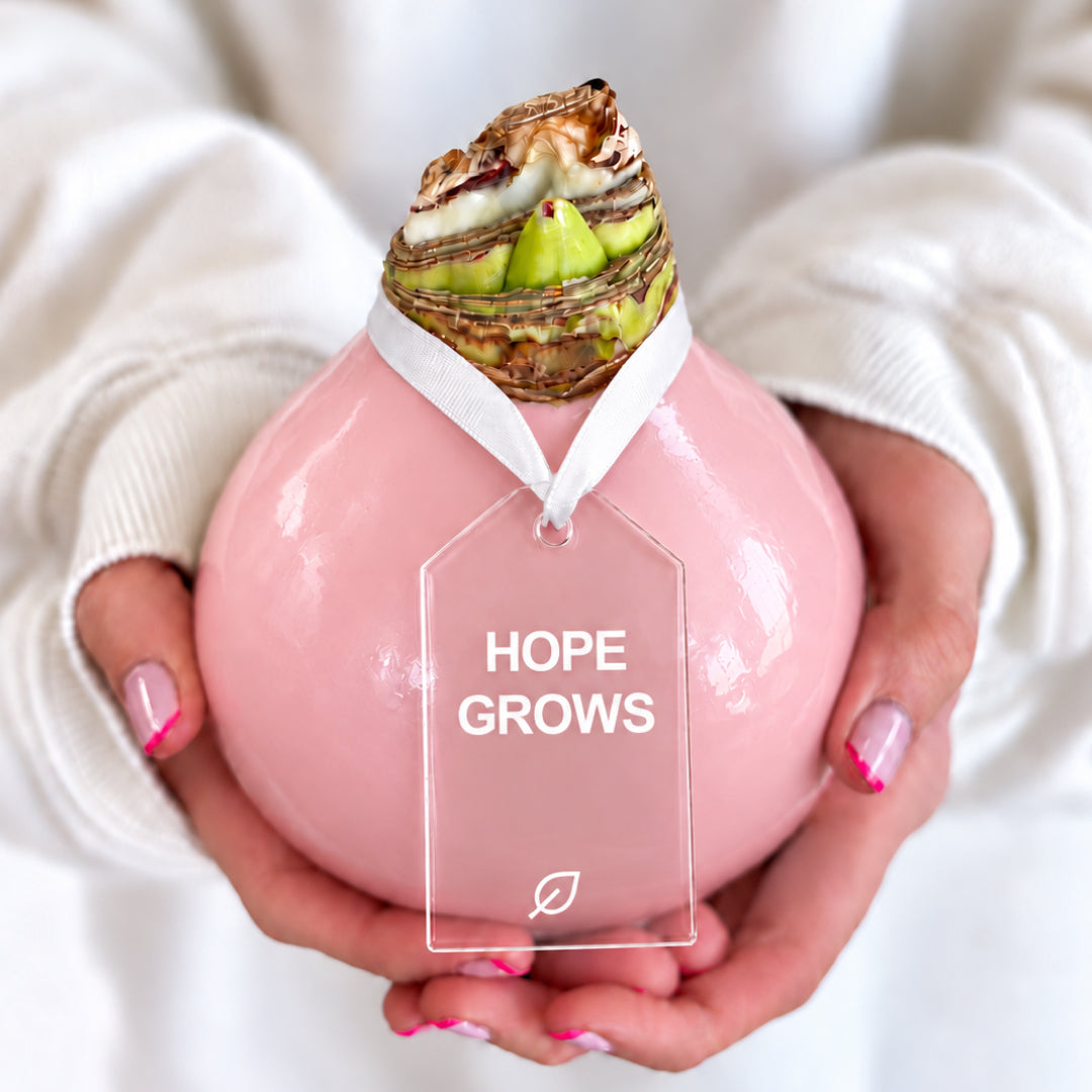 Hope Grows Waxed Appleblossom Amaryllis Bulb‎ in support of Breast Cancer Awareness Month