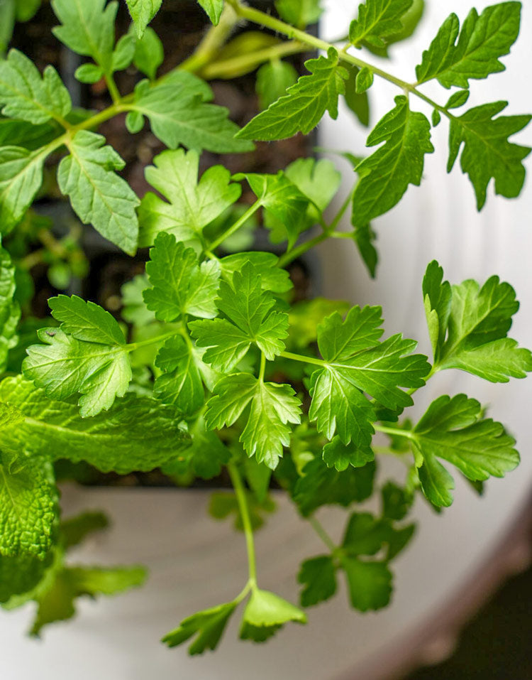 Spring Kitchen Herb Plant Collection