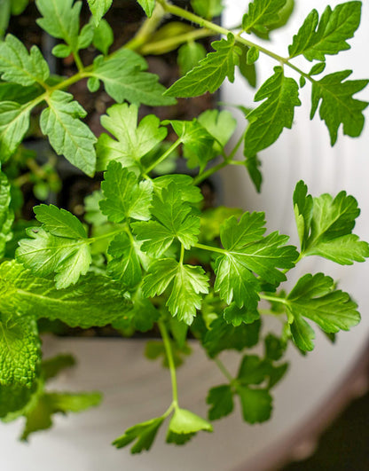 Spring Kitchen Herb Plant Collection