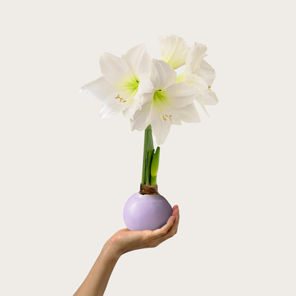 Spring Waxed Amaryllis Bulb‎ with white blooms