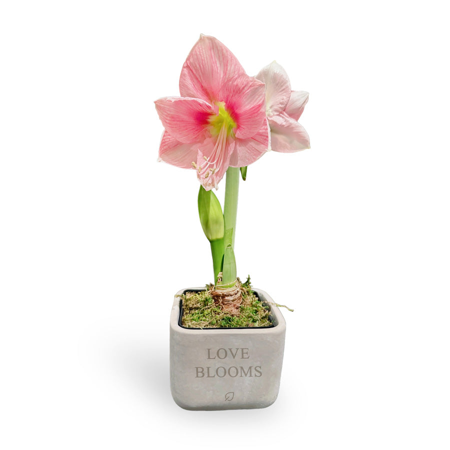Love Blooms Amaryllis Desktop Plant