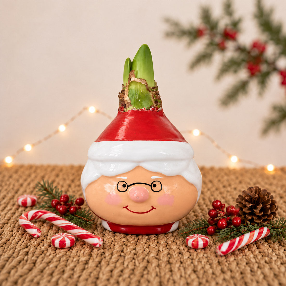 Mrs. Claus Waxed Amaryllis Collector's Bulb‎ with sovereign blooms