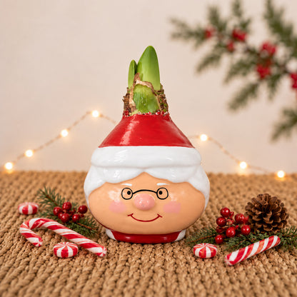 Mrs. Claus Waxed Amaryllis Collector's Bulb‎ with sovereign blooms