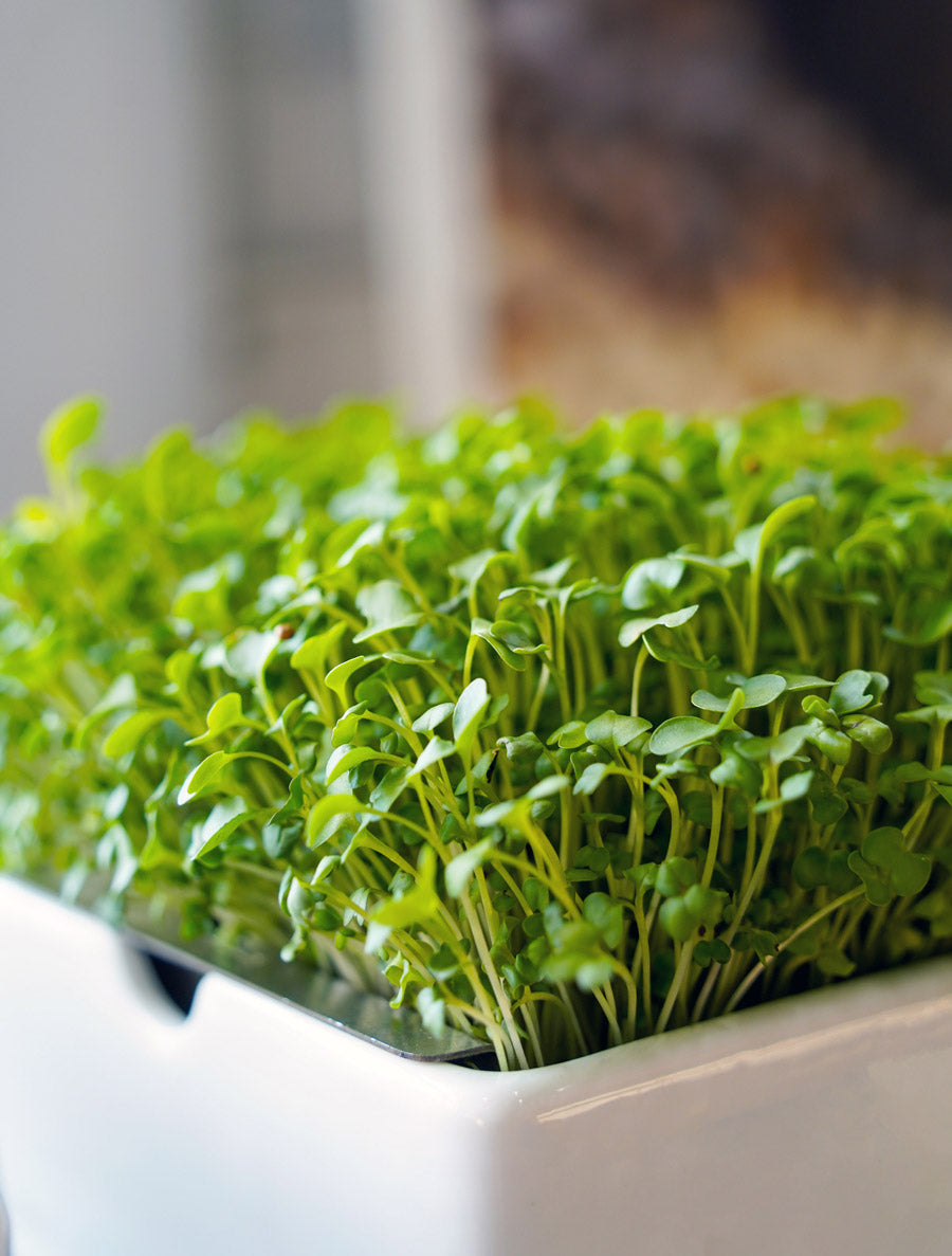 Microgreens Desktop Garden Starter Kit