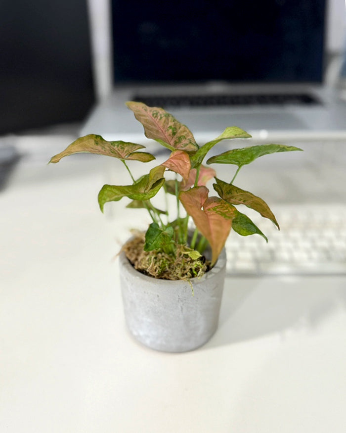 Mini Modern Tropical Desktop Plant Collection